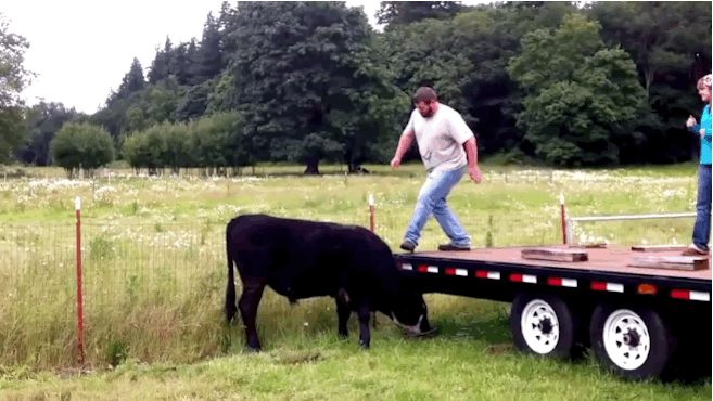 cow-jump-fail